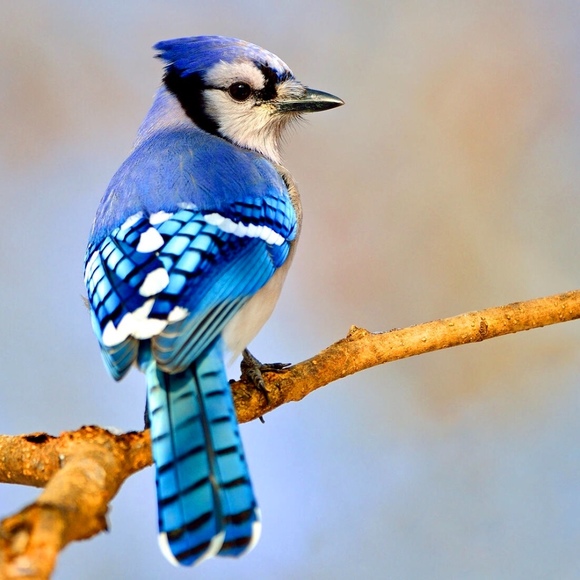 bluejay3333